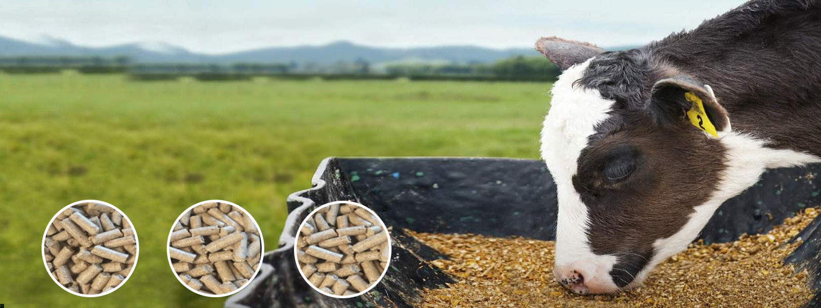 Shree Ganesh Cattle Food Manufacturer Shree Ganesh Cattle Food Manufacturer